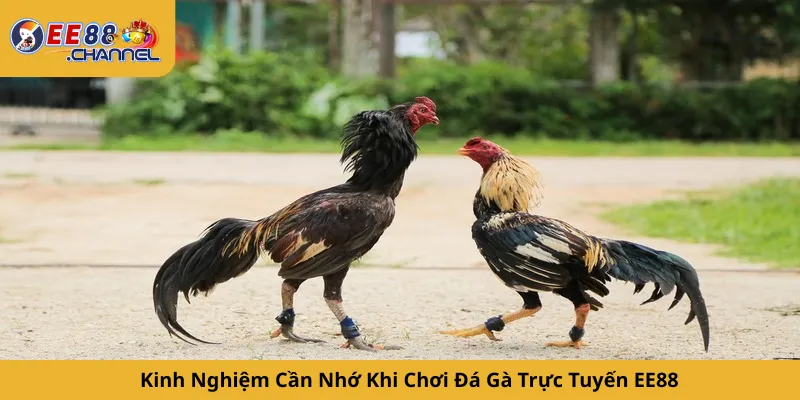 Kinh Nghiệm Cần Nhớ Khi Chơi Đá Gà Trực Tuyến EE88