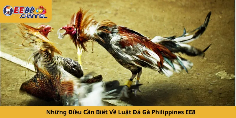 Những Điều Cần Biết Về Luật Đá Gà Philippines EE8